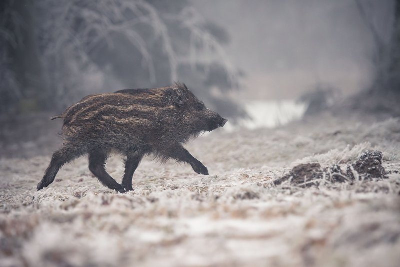 Кабанphoto preview