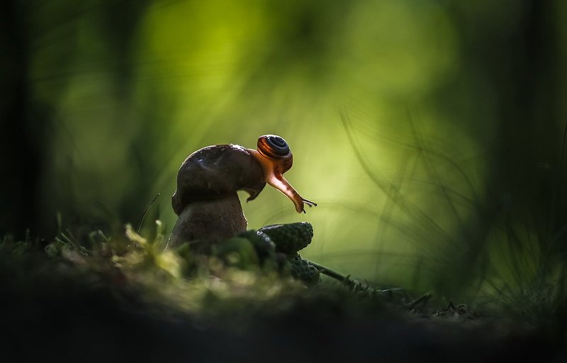 Лесные сказкиphoto preview