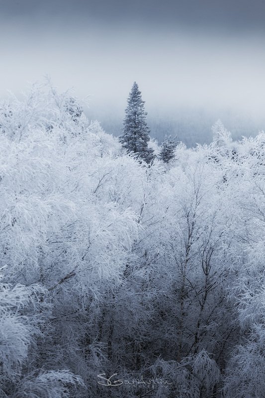 Урал, Южный Урал, таганай, лес, зима Холодное одиночествоphoto preview