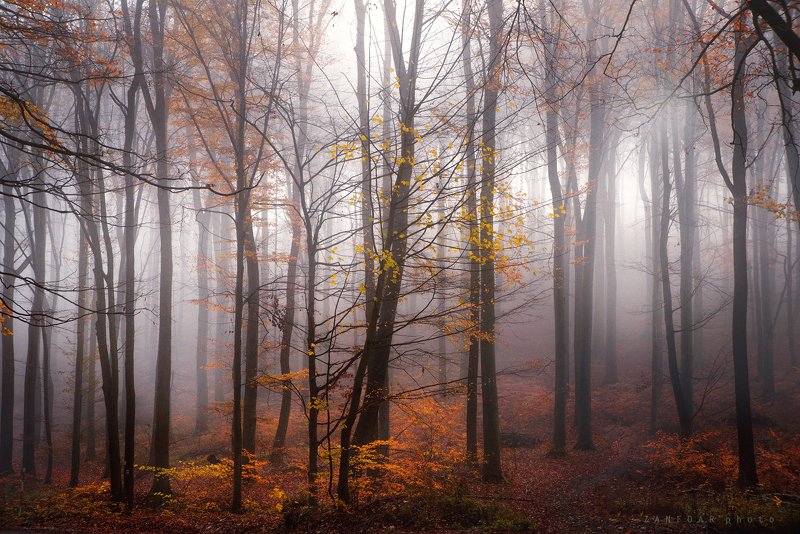 таинственный, лес,zanfoar,czech republic,nikon d750,nature,landscapes,чехия таинственный лесphoto preview