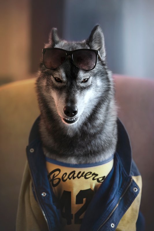 husky, dogs, siberian husky Teen Kumaphoto preview