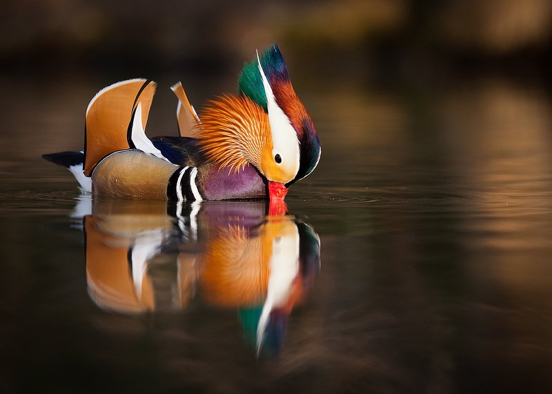 Mandarin duckphoto preview