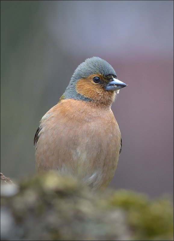 зяблик ***photo preview