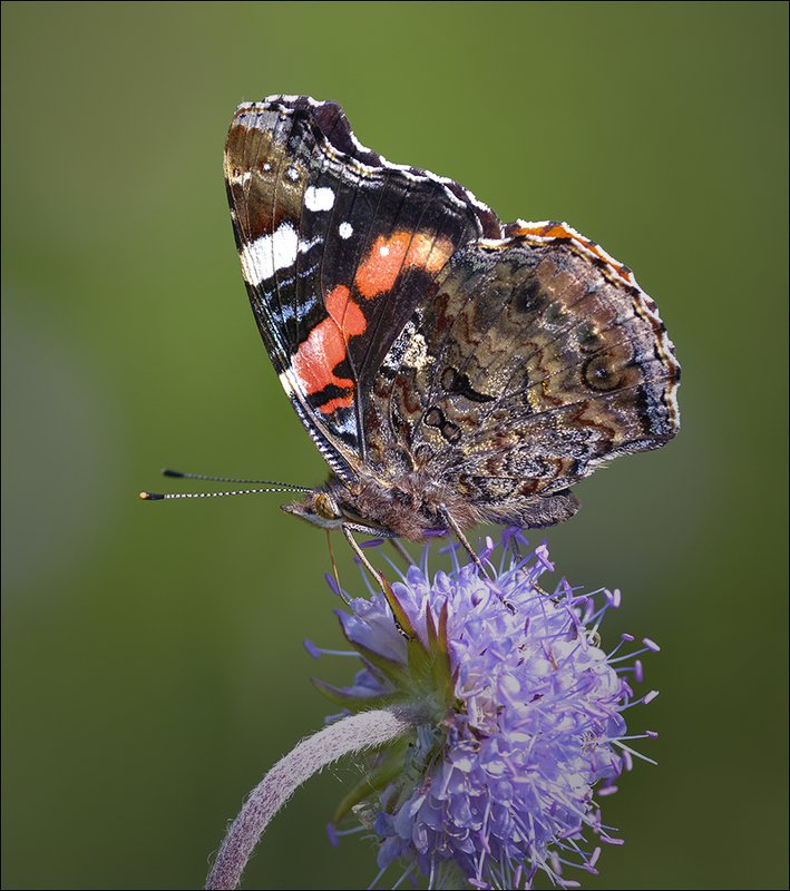 адмирал ***photo preview