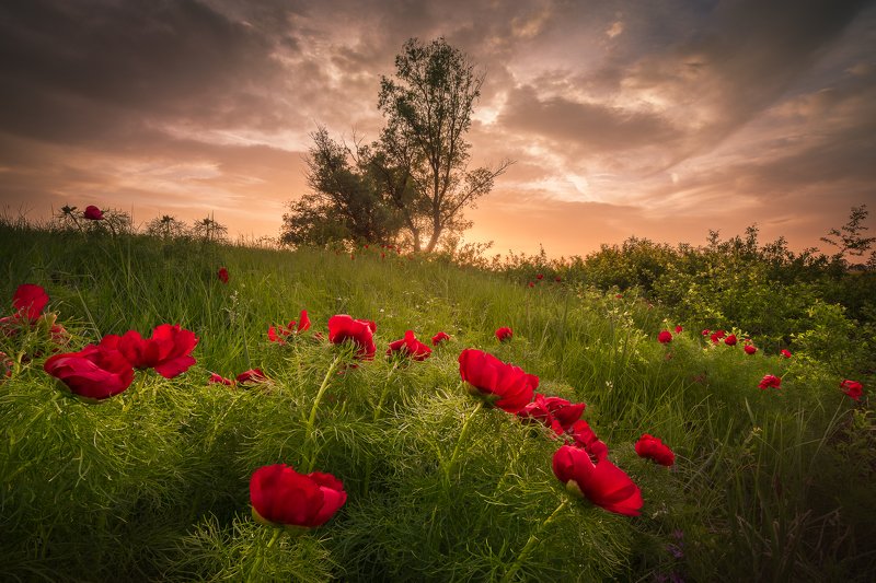 peonies, bulgaria, sunset, flowers The wild nature of Bulgariaphoto preview