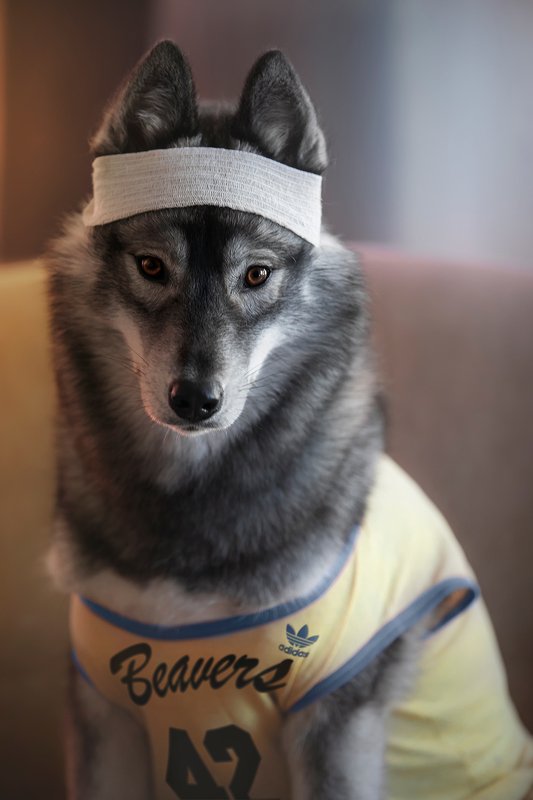 husky, dogs, siberian husky Teen Kumaphoto preview