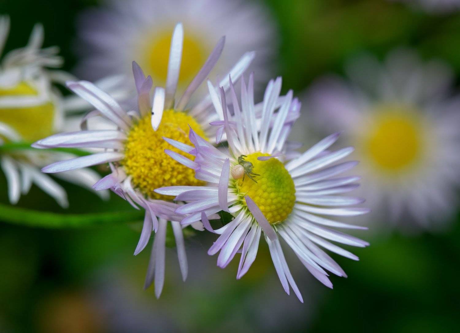 Автор: Сергей Харитон , Сергей Харитон