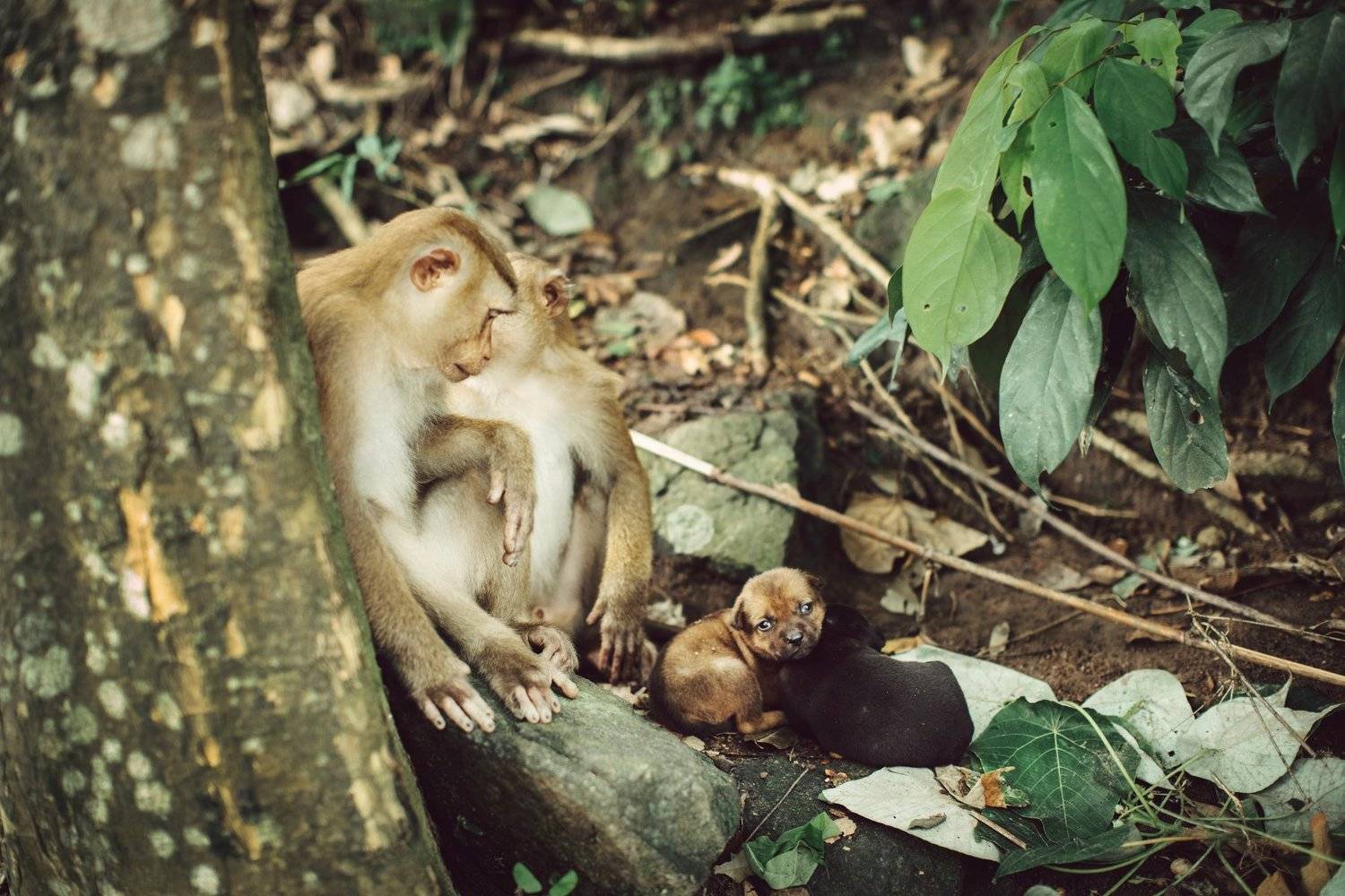 Семья. Автор: Инна Малахова обезьяны обезьяна щенки собаки, Инна Малахова