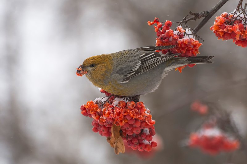 Щур (самка).photo preview