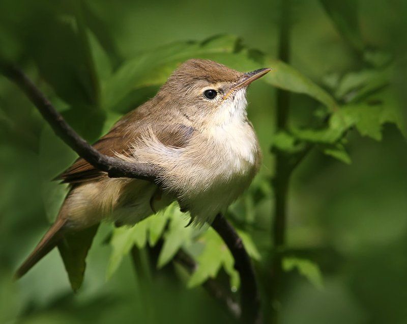 На пригревенке.photo preview
