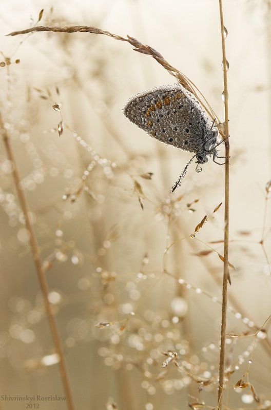 ростислав, макро, 100мм Туманность...photo preview