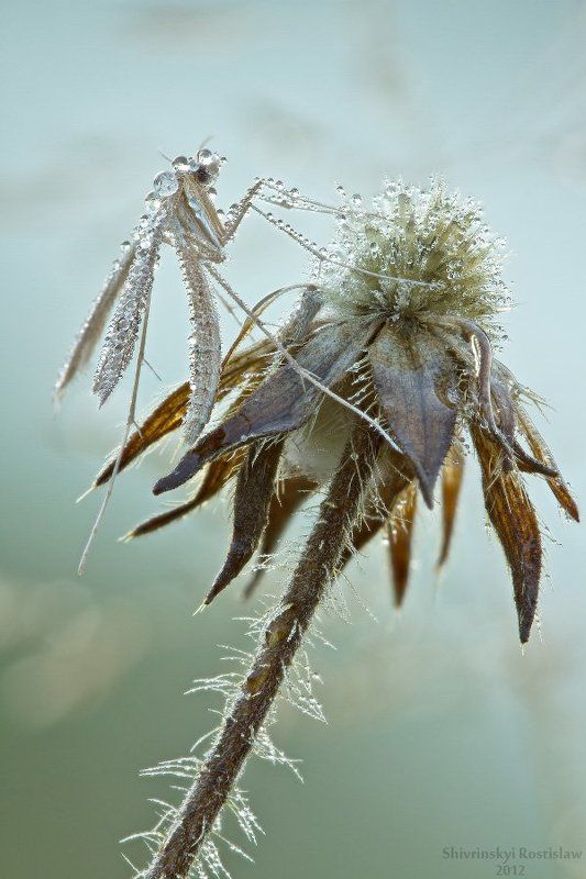 ростислав, макро, 100мм Осенняя прохладаphoto preview