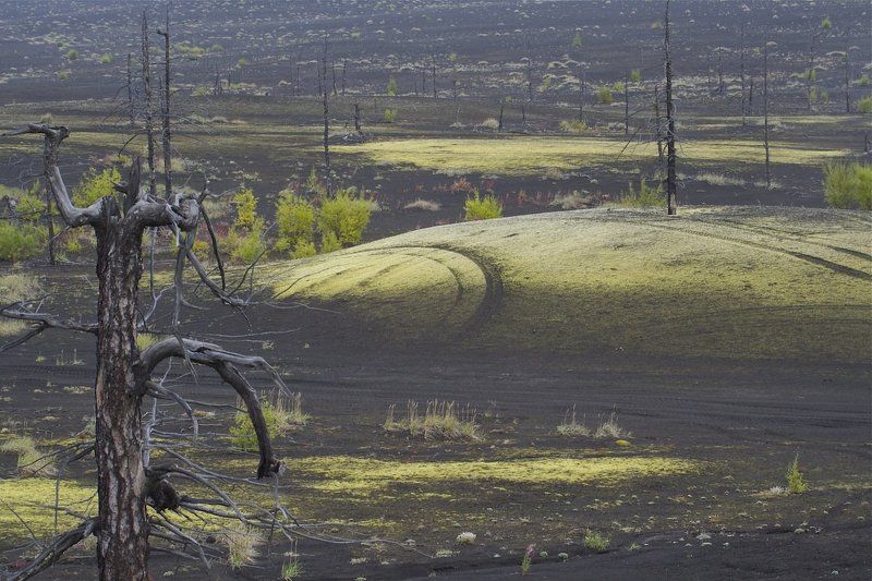 мертвый лесphoto preview