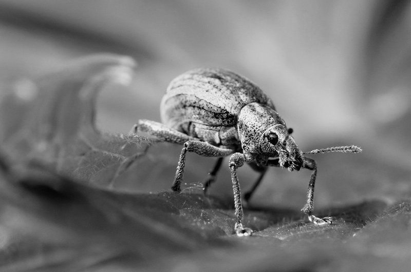 nikon, d7000, macro, close-up, nature, insect, insecta, coleoptera, curculionidae, weevil, слоник, долгоносик, макро, природа, насекомое Weevilphoto preview