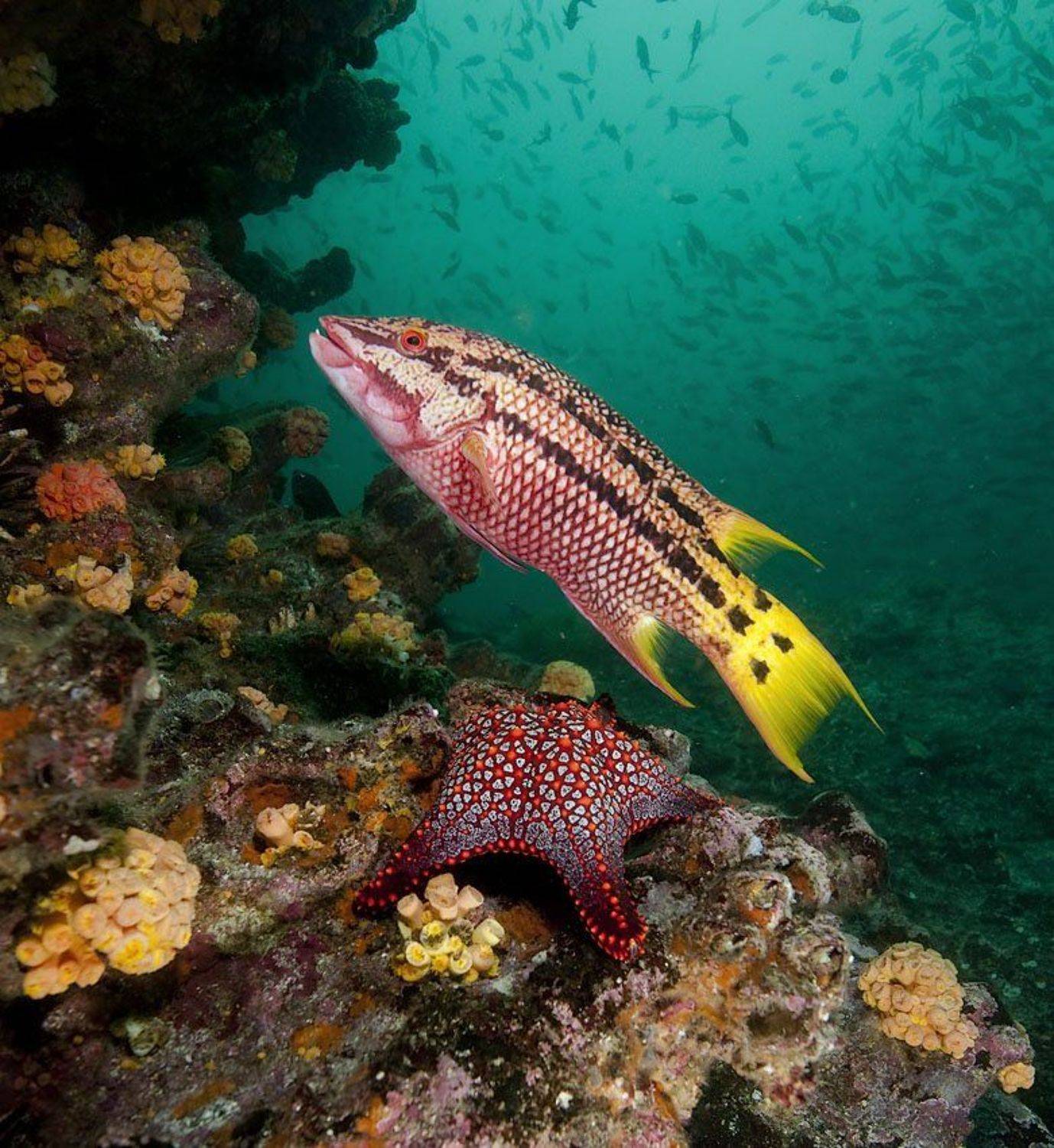 Все построились. Автор: Виктор Чистов underwater, Виктор Чистов