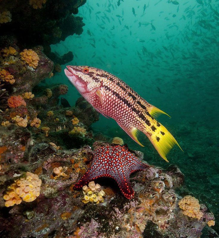 underwater Все построилисьphoto preview