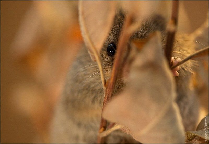 лесная, мышовка Тайный наблюдательphoto preview