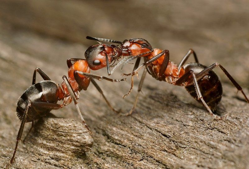 THE KISS....photo preview