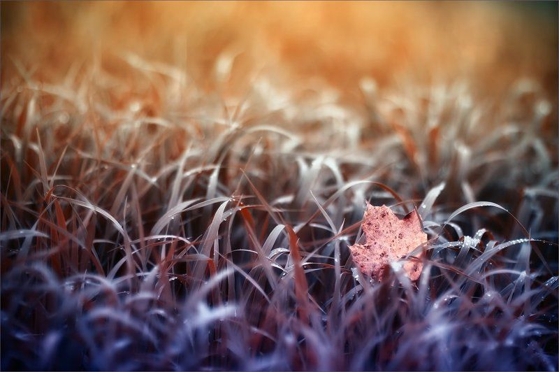 Сон про осеньphoto preview