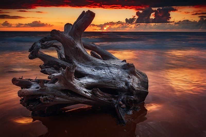 Корягаphoto preview