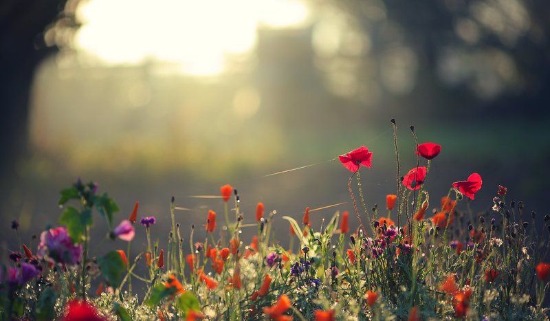 Сентябрьским утромphoto preview