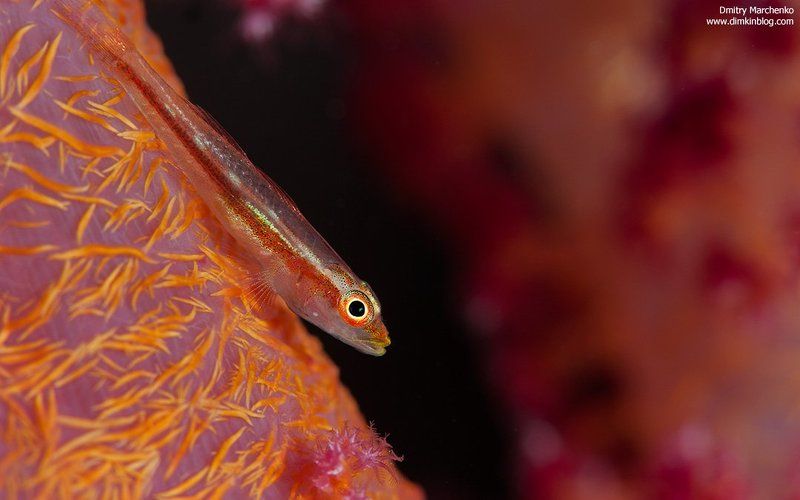 гоби, коралл, underwater, goby ***photo preview