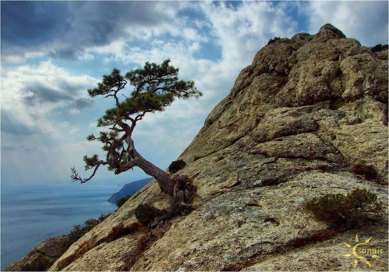 Одинокая соснаphoto preview