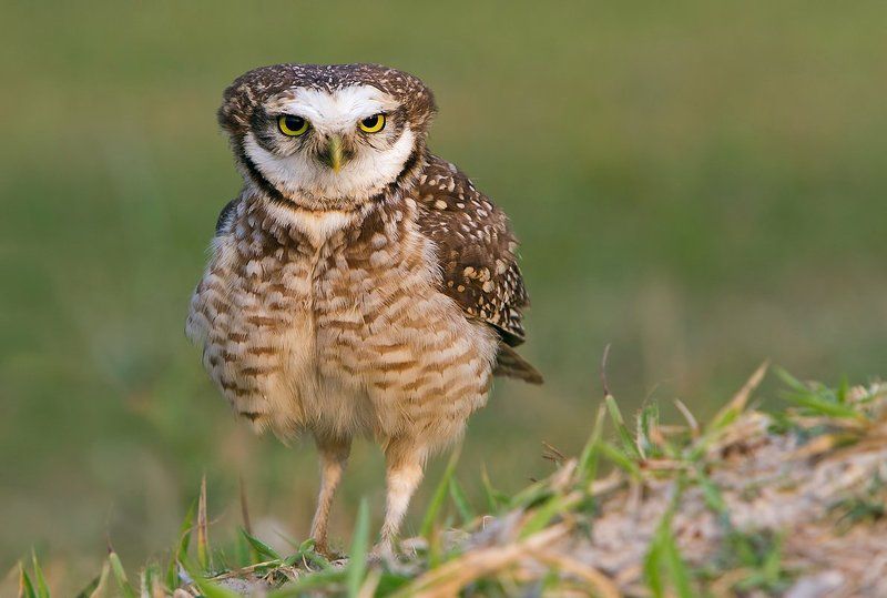 птицы, бразилия, кроличий сыч, Вам кого?photo preview