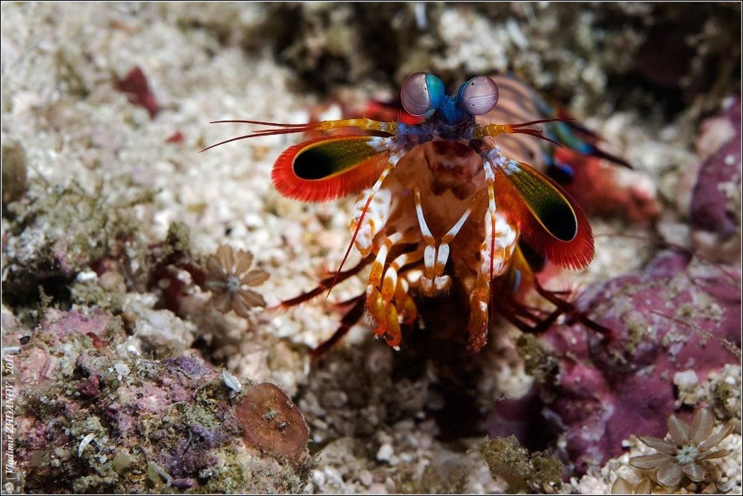 морская,   креветка,   богомол,   мантис,   odontodactylus,   scyallarus,   павлин,   раскрашенный,   арлекин,   хищное,   ракообразное, Владимир Жданов