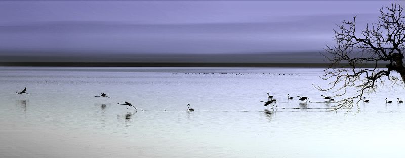 фламинго, сардиния, отрываясь отрываясь....photo preview