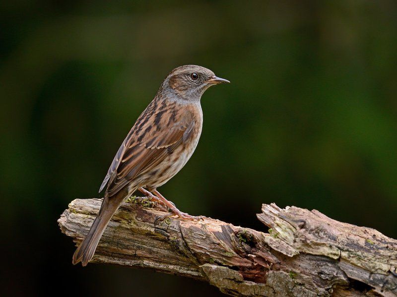 лесная, завирушка. пасмурно Лесная завирушкаphoto preview