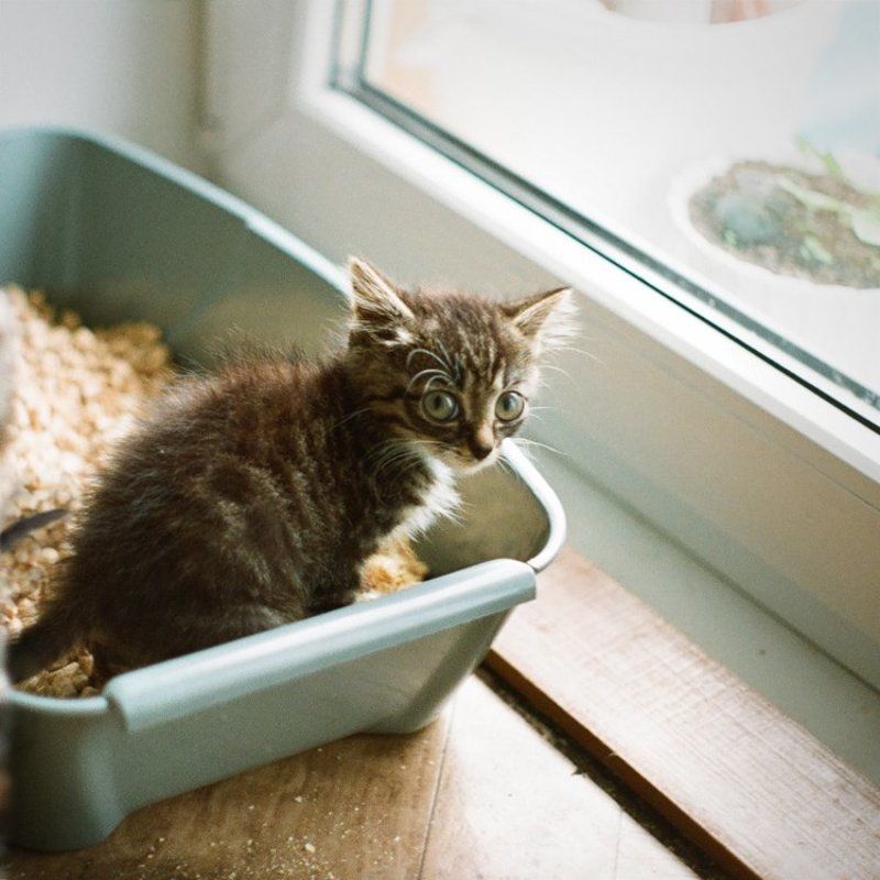 котенок Shamephoto preview