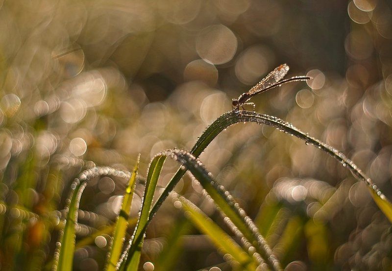 o poranku!photo preview