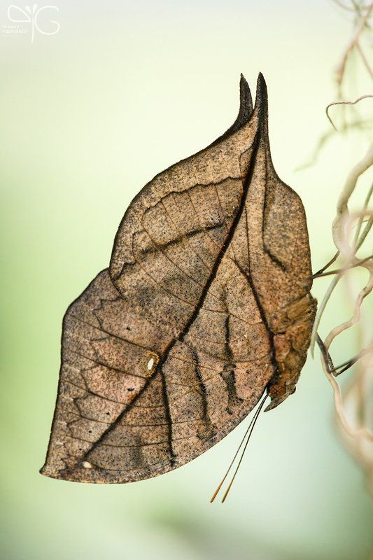 kallima, paralekta, бабочка, листик, макро Бабочка-листикphoto preview