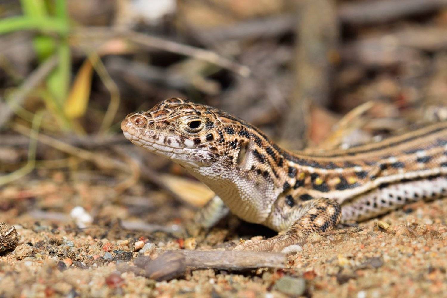 Быстрая ящурка. Автор: Эдуард Ким nikon, d7000, lizard, macro, nature, animal, kazakhstan, eremias, ящерица, ящурка, фотоохота, Эдуард Ким