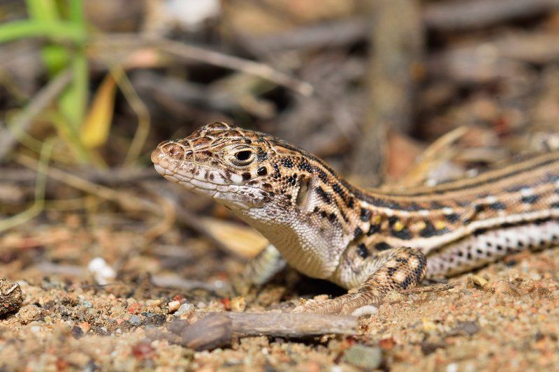 nikon, d7000, lizard, macro, nature, animal, kazakhstan, eremias, ящерица, ящурка, фотоохота Быстрая ящуркаphoto preview