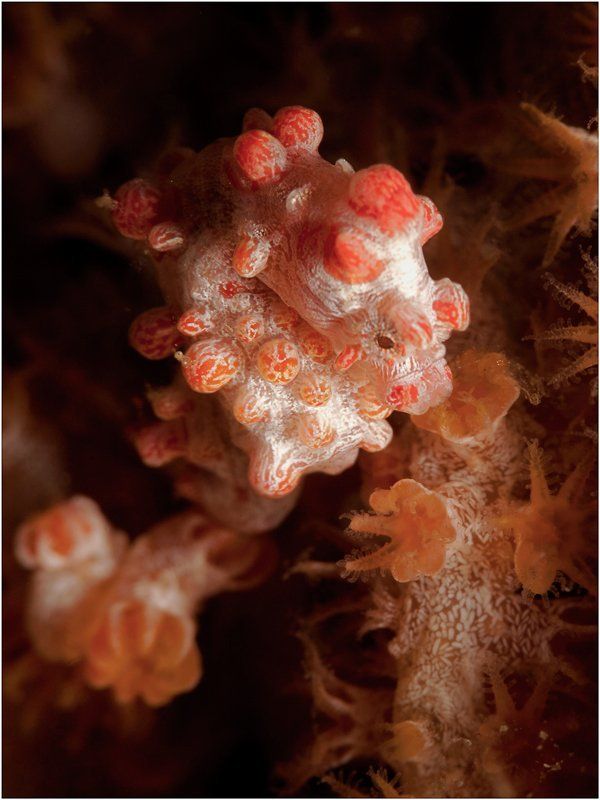 пигмейский конек, индонезия, северный сулавеси, пролив лембе, манадо, дайвинг, подводное фото Ой вы кони, мои кони...photo preview