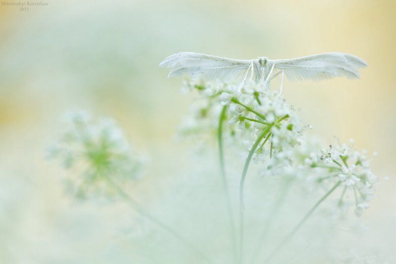 ростислав, макро, 100мм Jeune marieephoto preview