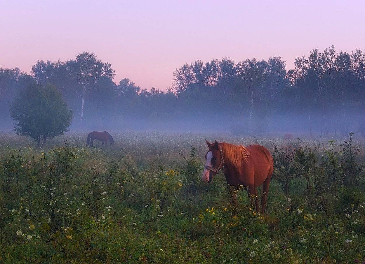 В лёгком рассветном тумане. Автор: Игорь Мелекесцев , Игорь Мелекесцев