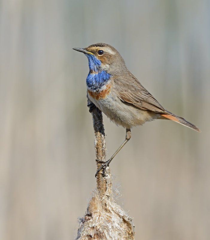 варакушка На рогозеphoto preview