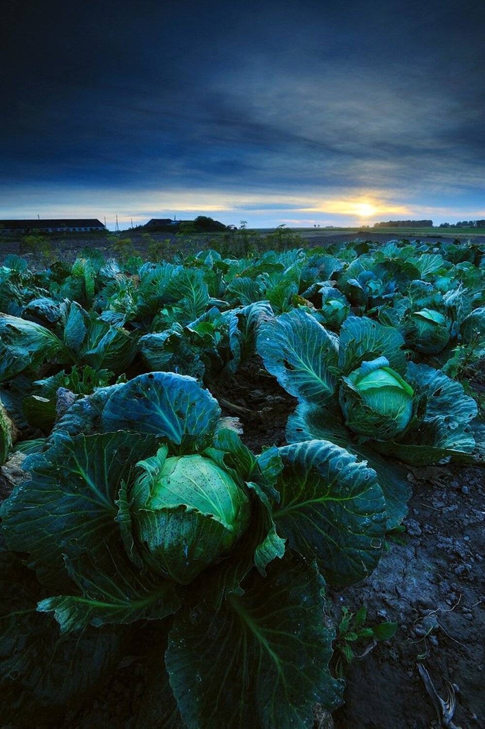 sunshine in a bed of cabbages. Автор: Mindaugas , Mindaugas