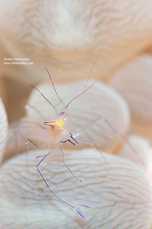 bubble coral shrimp, креветка, shrimp, underwater Bubble coral shrimpsphoto preview