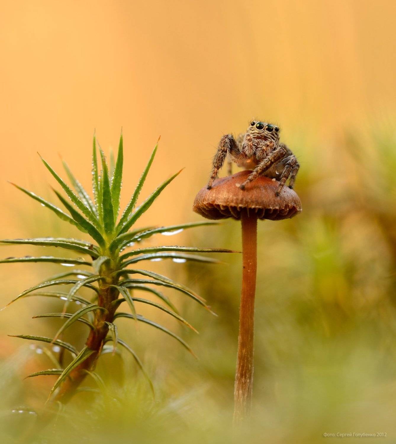 , Сергей Голубенко