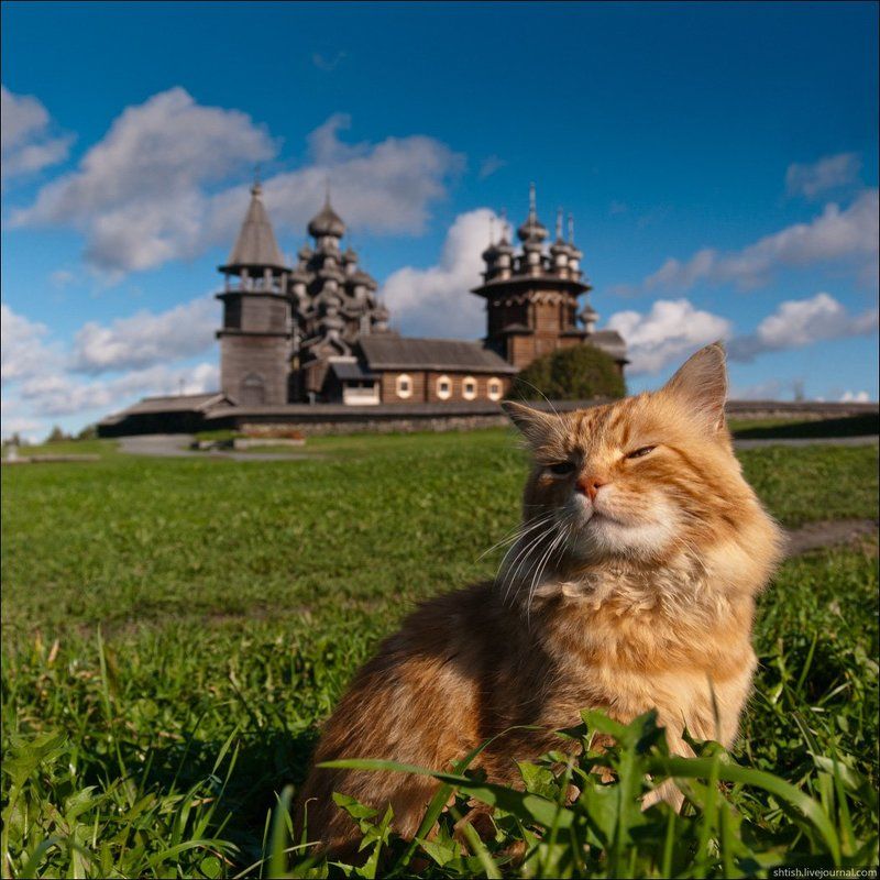 Кижский котphoto preview