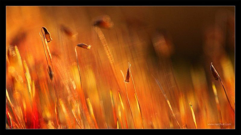 И колосился мох...photo preview