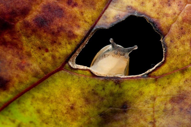 panienka z okienka...photo preview