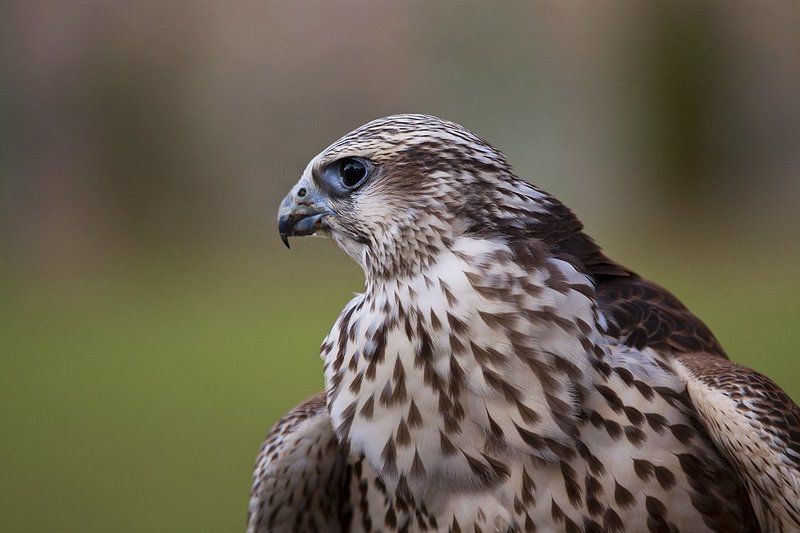 сокол, хищник, птица Балобанphoto preview