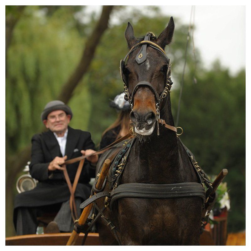 сентябрь, праздник, репортаж, энкхаузен, нидерланды Третий четверг сентябряphoto preview