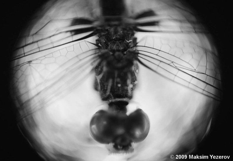 Insectoidphoto preview