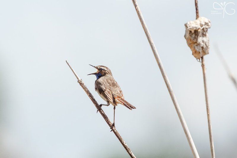 варакушка, самец Варакушекphoto preview